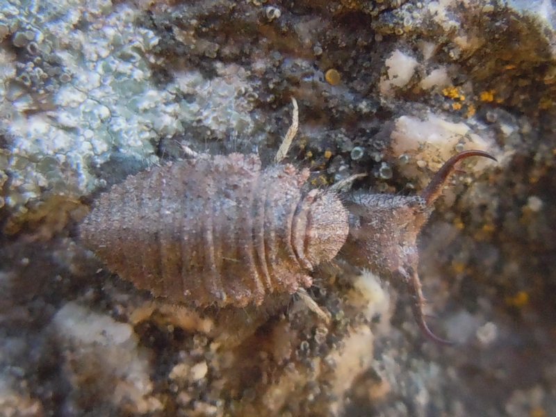 larva di Myrmeleontidae...